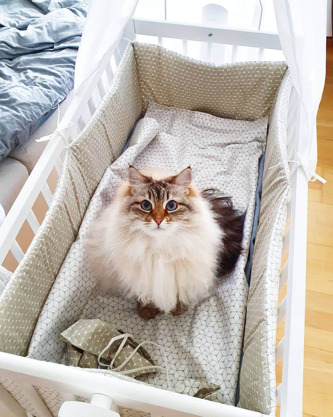 Floraのインスタグラム：「This must be mine, right?!  #cat #cats #catsoﬁnstagram #catstagram #kitten #kittens #april #spring #2021」