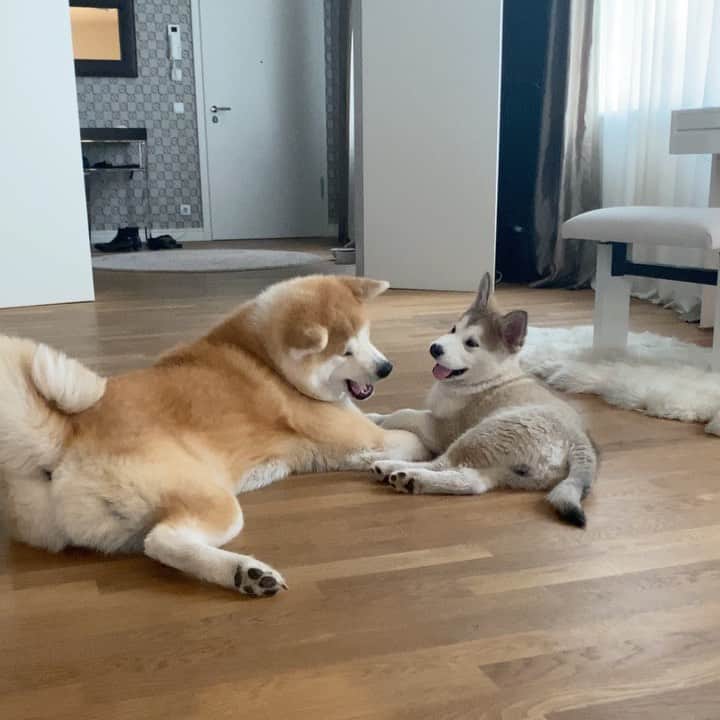 Mikkaのインスタグラム：「Catch me... how bout dat 😂🐶」