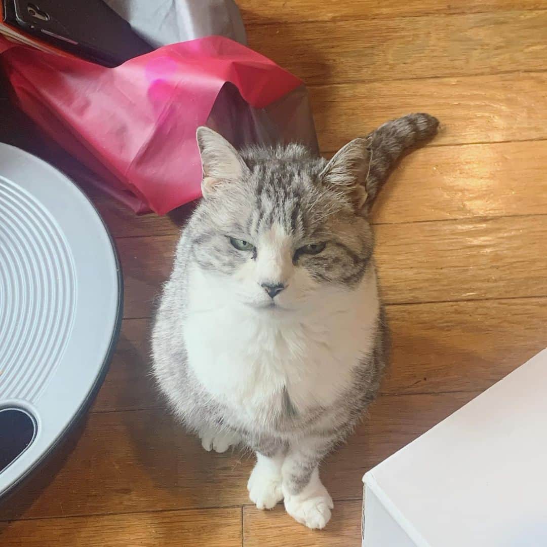 坂本美雨さんのインスタグラム写真 - (坂本美雨Instagram)「ササミを要求。 #cat #サバ美 #めやについてるけど」4月6日 12時37分 - miu_sakamoto