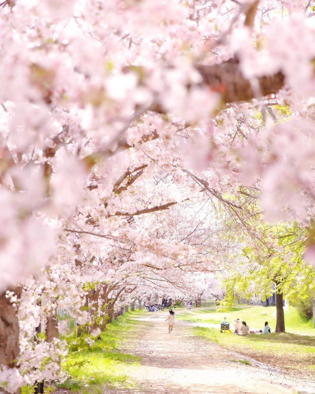 Takefumi Tezkaのインスタグラム：「✴︎近所の桜📸 ✴︎ ✴︎ ✴︎兵庫県」