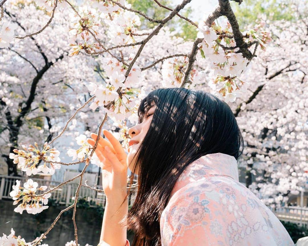 のインスタグラム：「. 桜散る 木の下風は 寒からで 空に知られぬ 雪ぞ降りける .  「桜が散る木の下を吹く風は寒くはないが、空には知られていない雪、落花の雪が降っている」 . 紀貫之のこの唄を毎年春に思い出し、 毎年桜と着物の写真が撮れることが嬉しい . この日は洗い立てのような青空で、 冬の虚無的な日差しのかわりに 春の喜びに満ちた陽光が朗らかに照っていて、 凪いだ川の水に反射する光は鳥を魅了して、 爽やかな風は全ての汚れや悪を洗い流すように吹いていた。」