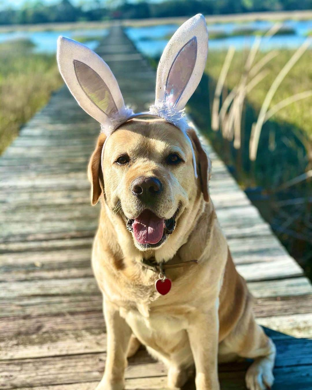 Huckのインスタグラム：「Hope every bunny had a Happy Easter! 🐰💐💛 . . . . . . . . . . . . #talesofalab #yellowlabsofinstagram #worldofmylab #labphotooftheday #thelablove_feature #fab_labs_ #labradorretriever #labrador_class #yellowlabsquad #englishlabrador #happyeaster #labsofinstagram #dogsofinsta #yellowlaboftheday」