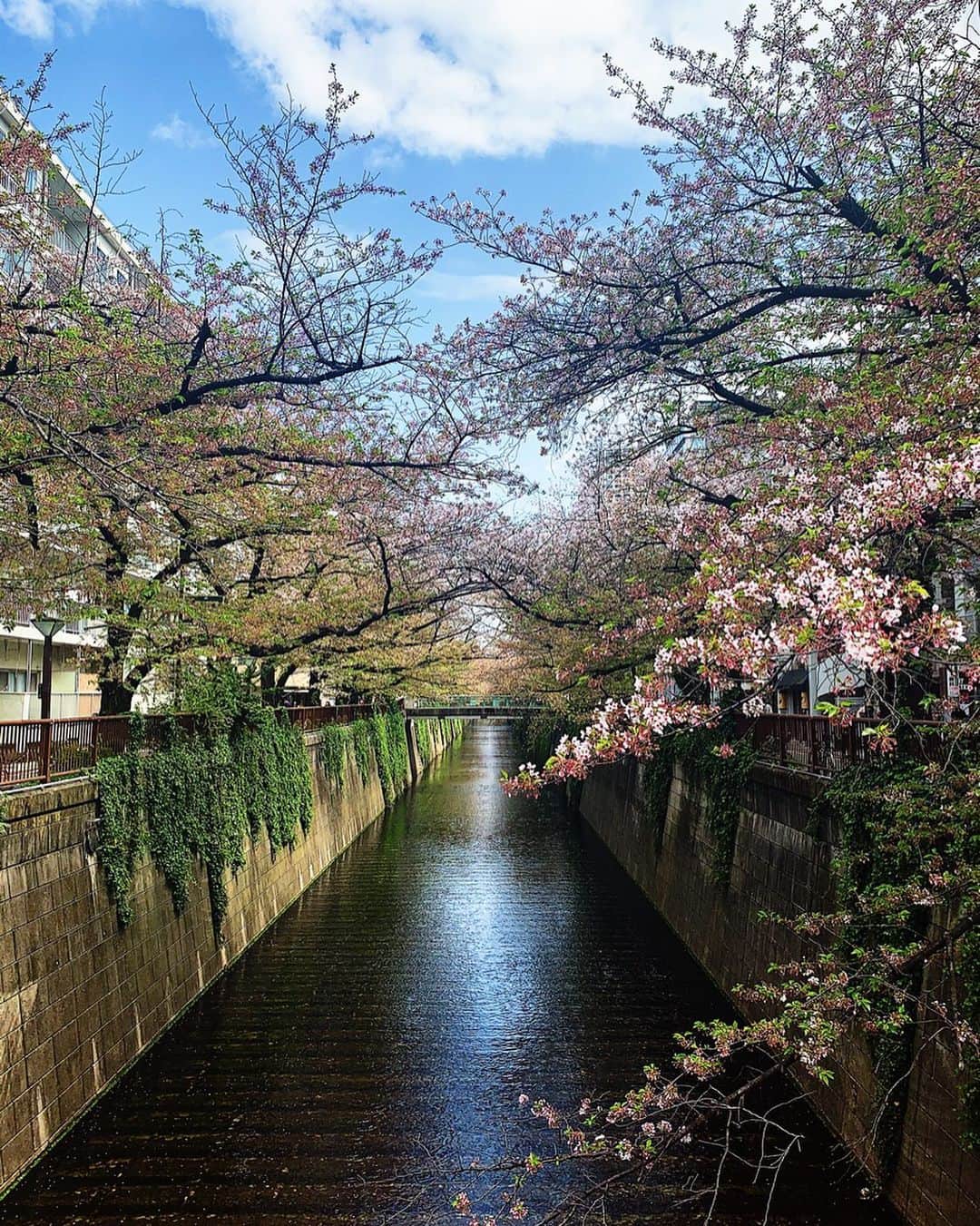 日下裕江のインスタグラム：「目黒川の桜は 葉桜になってたけど  それもまた綺麗❀.*･ﾟ  #meguroriver #cherryblossom  #leafcherryblossom  #目黒川 #葉桜 #桜」