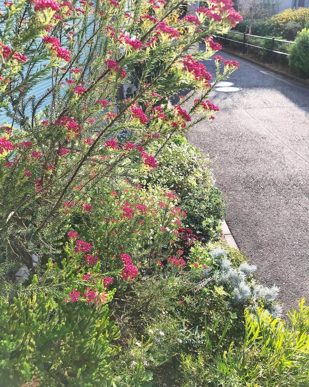 uneclefさんのインスタグラム写真 - (uneclefInstagram)「﻿ ﻿ ﻿ 「自分たちがワクワクしないとお客さんもワクワクしないよね。」と ”iさん”。﻿ さあさあ、ワクワクしながら次の目標を考えよう…。﻿ ﻿ ユヌクレのちいさな庭は、少しずつ春の庭になってきています。﻿ “ライスフラワー”がすごいことになってますよ。﻿ ﻿」4月6日 9時29分 - uneclef