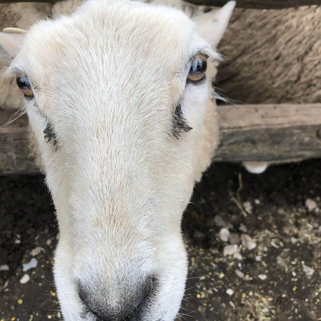 鳳真由さんのインスタグラム写真 - (鳳真由Instagram)「そういえば、先月はじめ 試験終わってすぐ頃ですかね。何だか自然に触れたい！！と突然思い立ち  初のマザー牧場に行ってきました🚗  ちょうど羊の赤ちゃんが産まれた時期で お産を終えたばかりのお母さんと共に隔離されてるお部屋があったんですけど  そのお部屋が神々しすぎて なんだか違う世界線を垣間見てるようで  自分も生まれ変わった感覚でした（単純）  菜の花畑にも癒されて  密を避けつつ 自然と触れ合うことは定期的に必要だなーと実感しました！ （昨年の自粛期間はよく1人でも高尾山とか登ってました😅）  #目指せ1日1投稿2021 #マザー牧場」4月6日 9時23分 - ootorispecialpanic