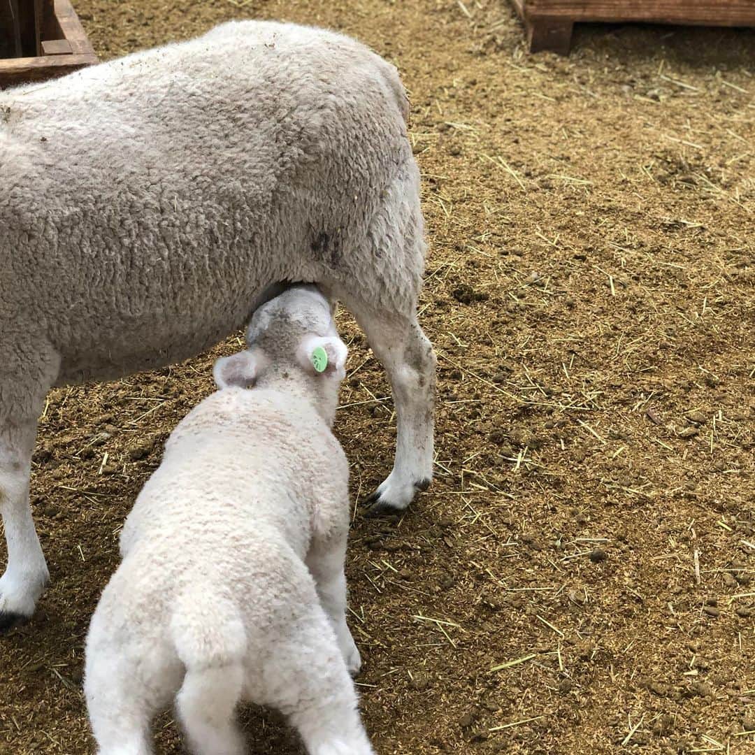 鳳真由さんのインスタグラム写真 - (鳳真由Instagram)「そういえば、先月はじめ 試験終わってすぐ頃ですかね。何だか自然に触れたい！！と突然思い立ち  初のマザー牧場に行ってきました🚗  ちょうど羊の赤ちゃんが産まれた時期で お産を終えたばかりのお母さんと共に隔離されてるお部屋があったんですけど  そのお部屋が神々しすぎて なんだか違う世界線を垣間見てるようで  自分も生まれ変わった感覚でした（単純）  菜の花畑にも癒されて  密を避けつつ 自然と触れ合うことは定期的に必要だなーと実感しました！ （昨年の自粛期間はよく1人でも高尾山とか登ってました😅）  #目指せ1日1投稿2021 #マザー牧場」4月6日 9時23分 - ootorispecialpanic