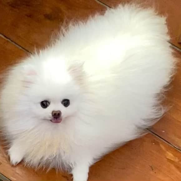 JEWELのインスタグラム：「My post breakfast activity #toohot #manilasummer #pomeranianinstagram #pomeranian #dogsofinstagram #dogoftheday #dogstagram #weeklyfluff #fluffy」