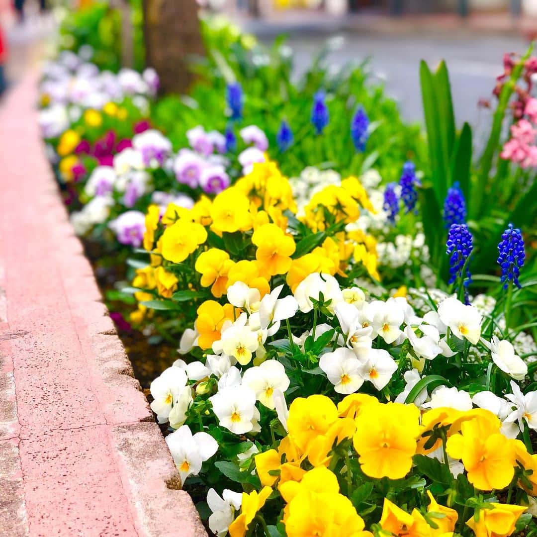 村主章枝さんのインスタグラム写真 - (村主章枝Instagram)「Beautiful growers.  お花が綺麗な季節🥰 #spring」4月6日 12時00分 - fumie.suguri