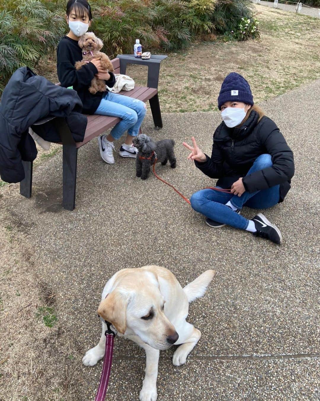 のインスタグラム：「お友達の家族になった ラブラドールレトリバーの ハミィちゃんに会いにきました♡ 初対面の瞬間 歓迎してくれたのが 嬉しくて戯れにいったら あっという間に押し倒され マスクを奪われました、笑 最初はその豪快さに うちの娘たちも警戒していたけど お散歩に行ったら すっかり仲良しになって、一安心。 一緒に遊んでいると 昔　実家で飼っていた ゴールデンレトリバーを懐かしく想い 大型犬のいる生活も 恋しくなったよ。 また遊ぼうね。 #MAXLINA #犬のいる生活 #dogs #friends」