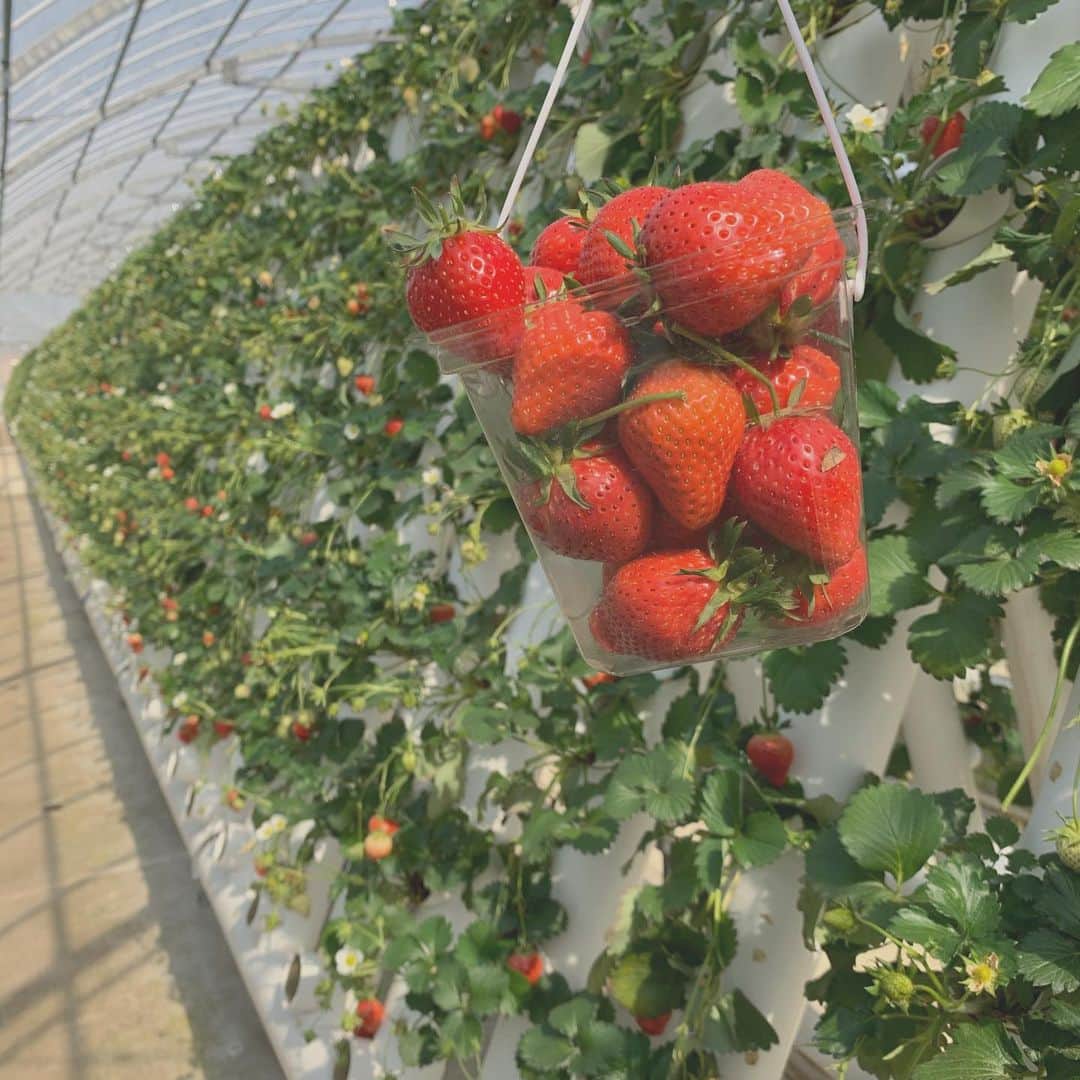 のインスタグラム：「いつかのいちご🍓🤍」
