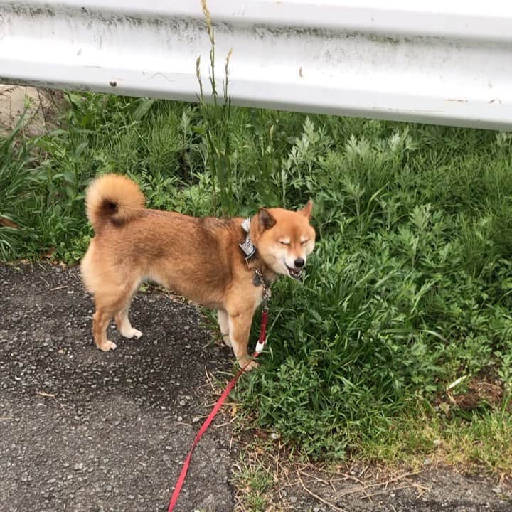 柴犬はなこ Shibainu Hanakoのインスタグラム：「サラダバー🌱食べてるの撮ってたら…テンション下がっちゃった😅 #shiba #dog #shibainu #犬 #柴犬」