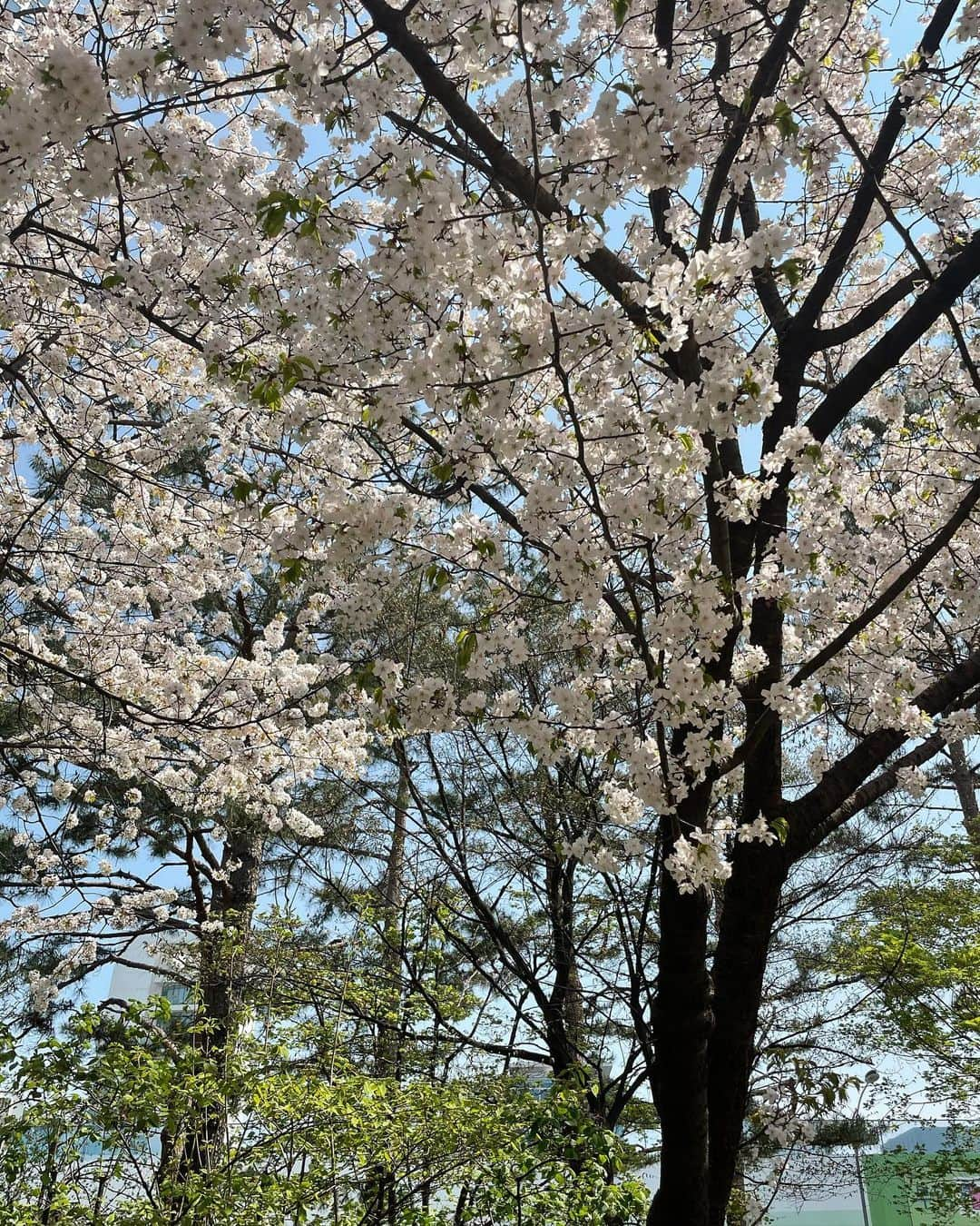 ソヒョンさんのインスタグラム写真 - (ソヒョンInstagram)「몽땅🌸🌸🌸」4月6日 15時05分 - seojuhyun_s