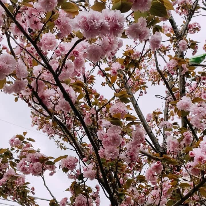 丸山リサのインスタグラム：「✨🌸✨  #spring #japan」