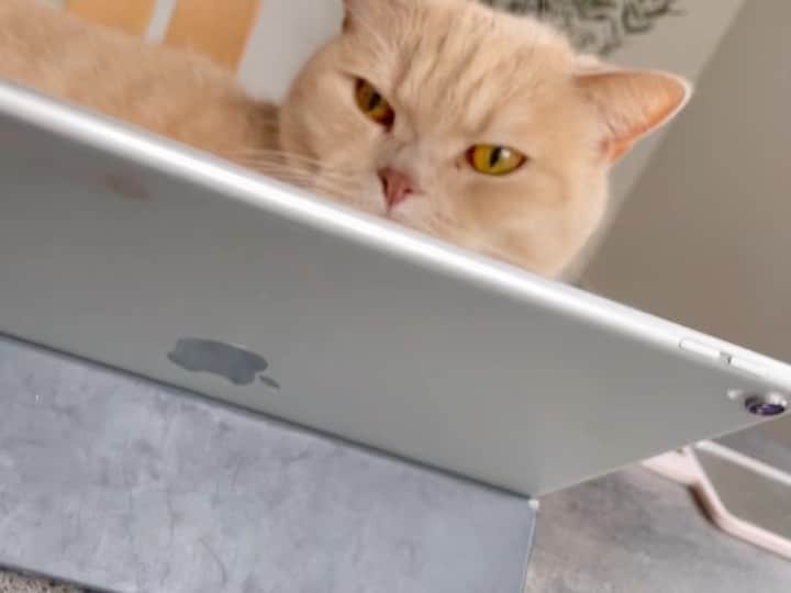 のインスタグラム：「iPadのインカメをオンにした自分に2億円あげたい。  #キーボードに寝るとらおさま #iPad大好き #インカメ天才 #自分天才 #尊み秀吉」