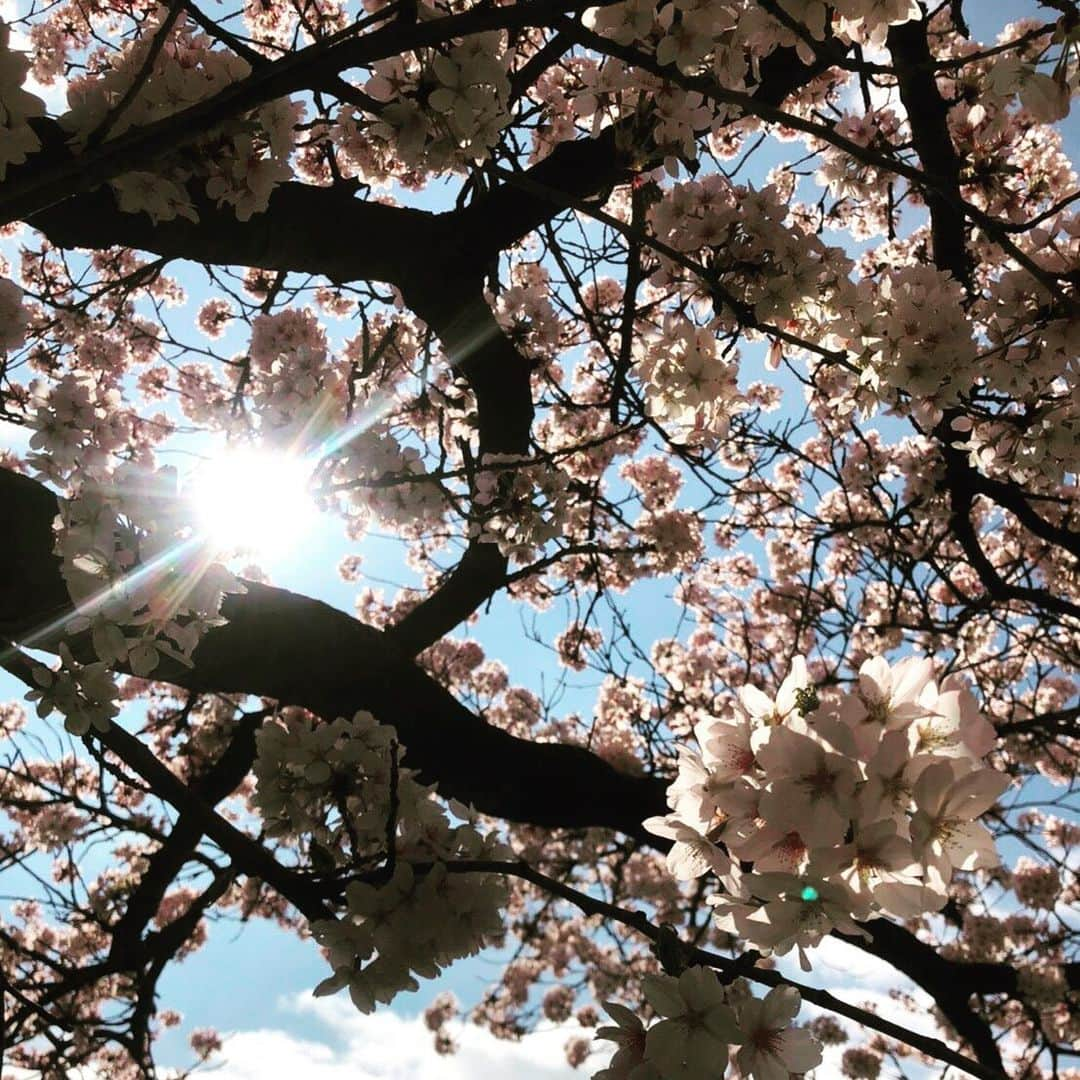 佐藤ありさのインスタグラム：「満開の桜🌸 日本の春を感じられて幸せなひと時でした☺️」