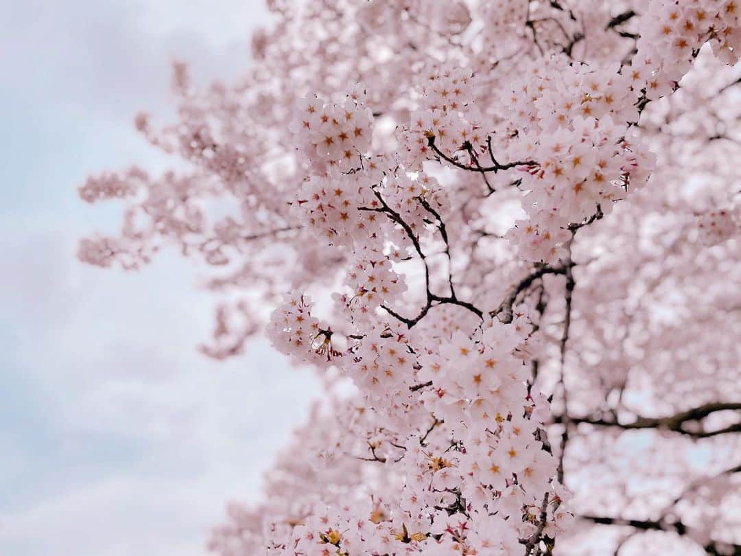 熊谷彩夏のインスタグラム：「.  今年もお花見できないけど  とてもキレイだった🌸  #桜 #さくら #🌸」