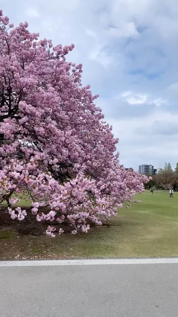 エレナ・アレジ・後藤のインスタグラム：「Shinjuku Gyoen 💓 best morning walk」