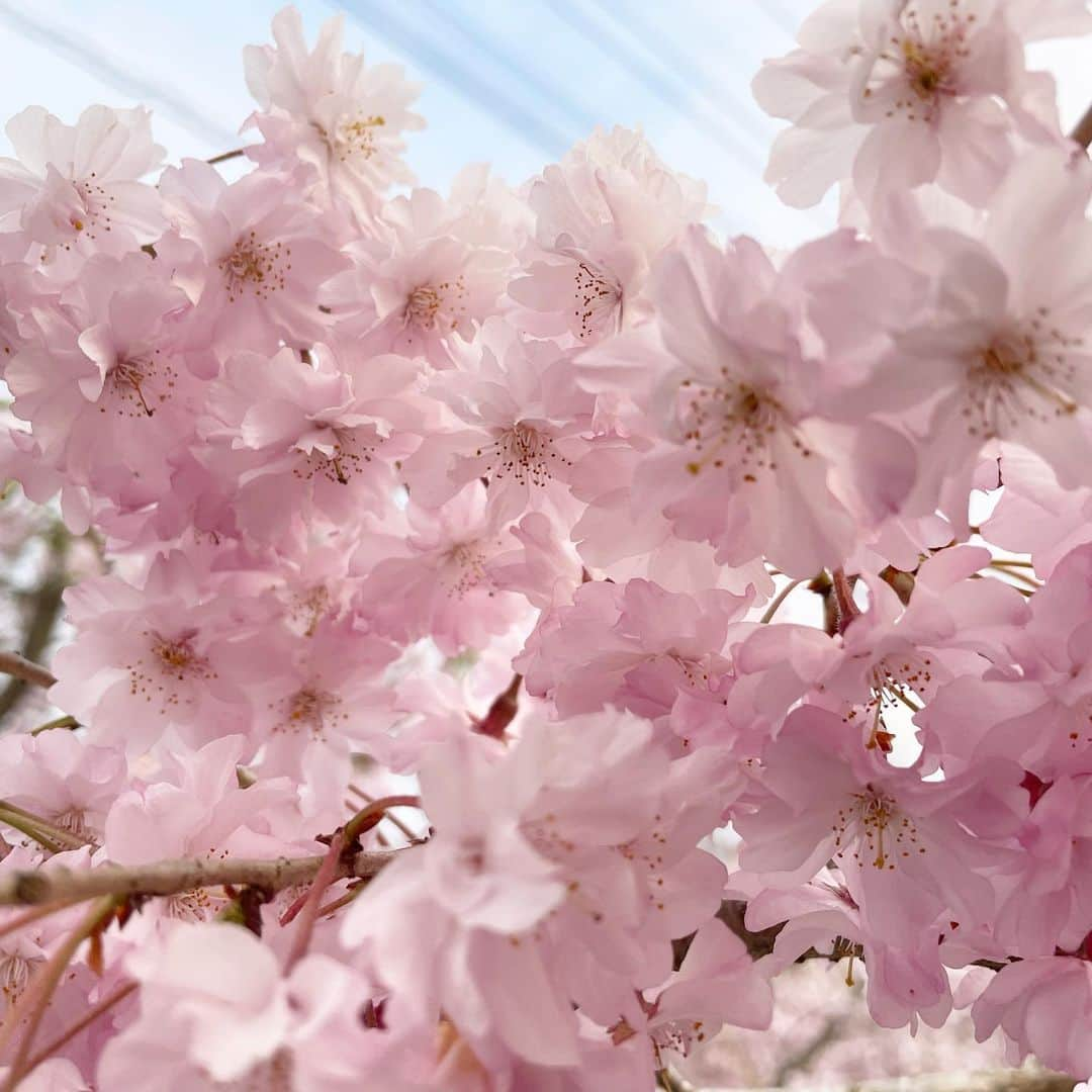 Aya（高本彩）さんのインスタグラム写真 - (Aya（高本彩）Instagram)「偶然大量の桜みれた🌸  #桜#かおなし#テンション高本」4月6日 17時48分 - aya_dream04