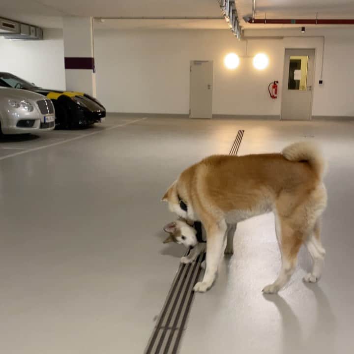 Mikkaのインスタグラム：「And another one... 🤷‍♂️🐶」