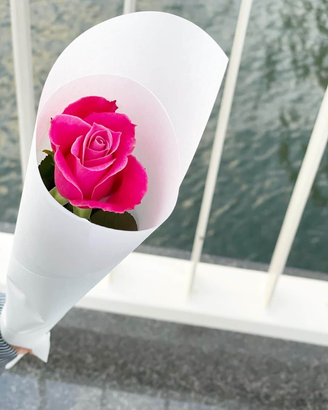 猫沢エミさんのインスタグラム写真 - (猫沢エミInstagram)「とても鮮やかなピンクの薔薇を買った。  それを持って橋を渡っていたら、あの日のイオちゃんと一緒にいる感じがした。  糖尿病が寛解した日。ふたりで、お祝いのケーキぶらさげて、希望に満ちて夕陽を眺めながら橋を渡った日。  帰ったら、イオの主治医・園田先生からとても心温まるお手紙が届いていた。それを読んで、すこし泣いた。  イオちゃん、ママはちゃんと歩き出してるよ。  #イオちゃんフォーエバー　#猫沢イオ #イオの糖尿病日記」4月6日 18時16分 - necozawaemi