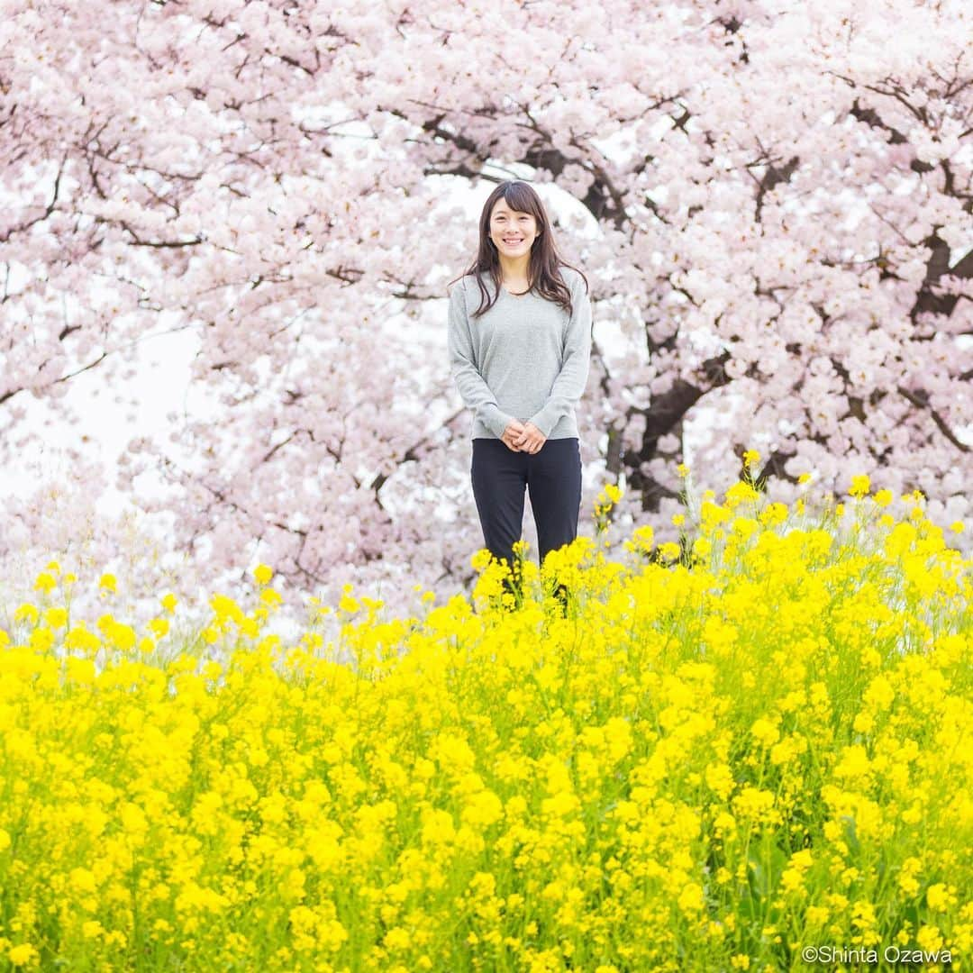 大田理裟さんのインスタグラム写真 - (大田理裟Instagram)「綺麗すぎでしょー🌸🌼❤️ 少し前に行った時の🥺！  photo: @shintaozawa  #桜 #🌸 #sakura #菜の花 #熊谷桜堤 #埼玉 #熊谷 #JAPAN #SAITAMA #pink #お花見 #cherryblossom #flower #flowerstagram」4月6日 18時20分 - ota_risa