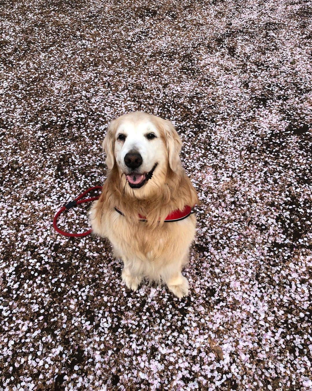 高橋ひとみさんのインスタグラム写真 - (高橋ひとみInstagram)「先日のお散歩で🎶 #goldenretriever  #goldenretrieversofinstagram #goldenretrieverlove  #goldenretrieverworld  #ゴールデンレトリバー  #ゴールデンレトリバーのいる生活」4月6日 19時27分 - hitomi_momoe