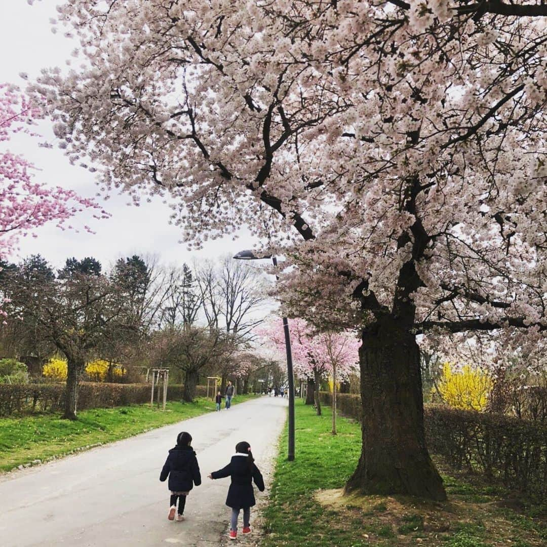 佐藤ありさのインスタグラム：「説明不足でしたが… ドイツにも桜が咲いているところがあるんです🌸✨ この日は仲良しのお友達とのんびり散歩しました👭 実際に見て季節を感じたり色々体験したりするのも大切な時間😊 毎日元気いっぱいな娘と楽しく過ごしています！ 皆さんも元気ですか？🥰」