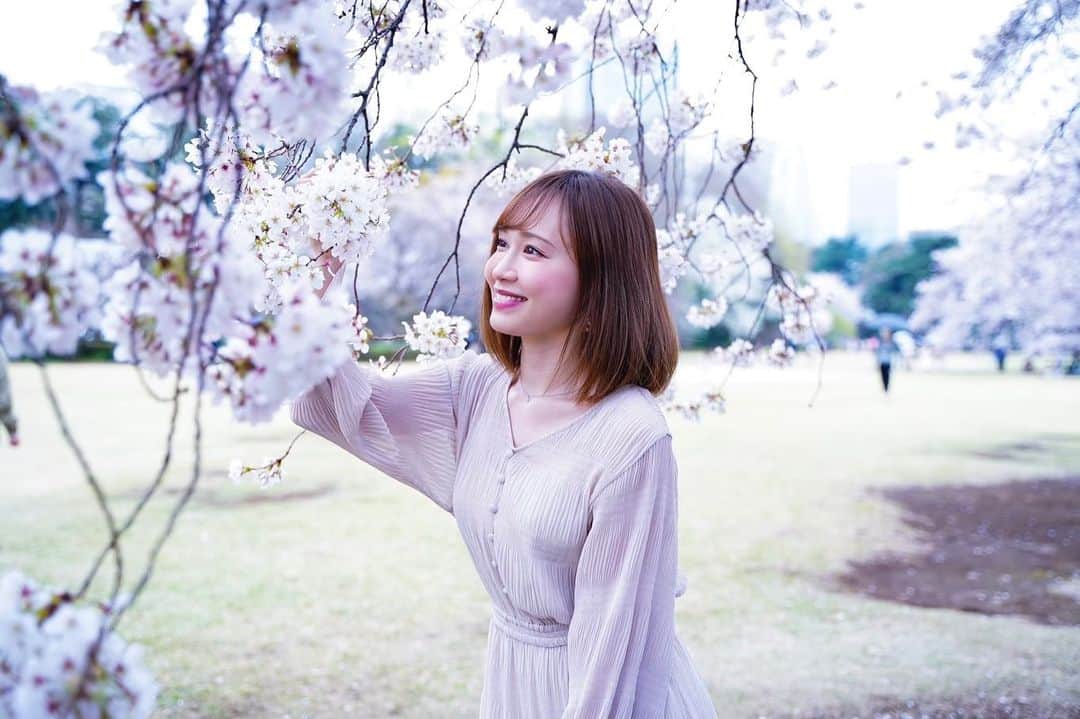 伊藤千凪海のインスタグラム：「桜🌸🌸🌸﻿ ﻿ まだあるー？もう散った？🥲﻿ ﻿ みんな行ったー？😋﻿ ﻿ 今年は雨だったけど﻿ ﻿ また来年も行けるといいなーー💓﻿ ﻿ ﻿ ﻿ 📷 by @m.yui_photographer ﻿ ﻿ ﻿ ﻿ ﻿ ﻿ #桜 #桜満開 #新宿御苑 #撮影﻿ #お花見 #さくら #春 #花見﻿ #cherryblossom #sakura #🌸」