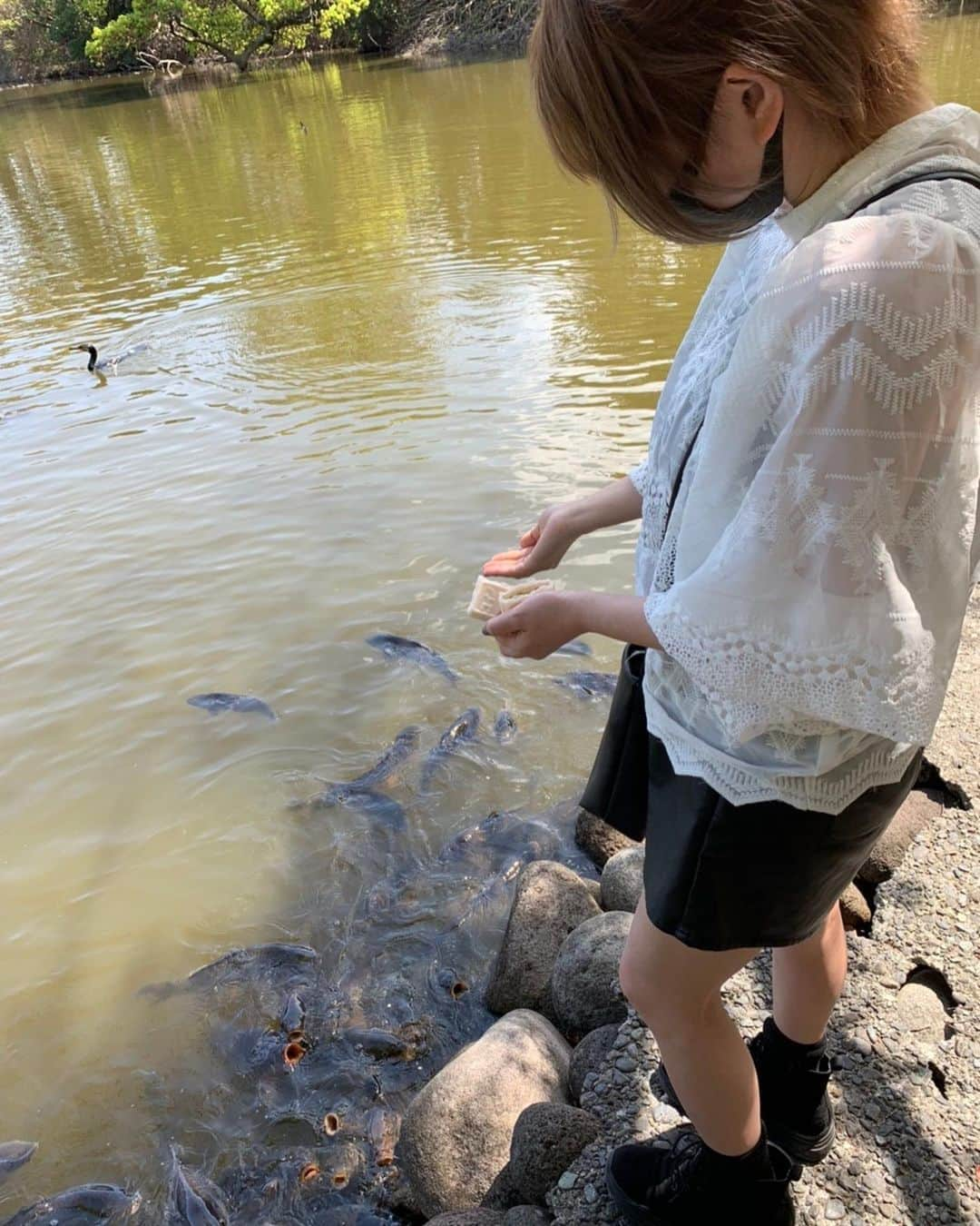 あゆみのインスタグラム：「鯉あやつってみた ぱくぱくぱくぱくすごかった ご飯あげ終えたあとに ヌシがやってきてびっくりした  #あゆくま #鯉」