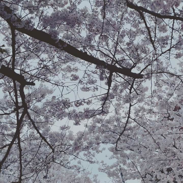 味岡ちえりのインスタグラム：「ボーっとしてる間に4月になっていた❗️ 気づいたら桜も散っている😭 夕方買い物に出かけた時に眺めた桜。 もっと明るい時間にも見たかったのに…😞  意図せずとも桜の綺麗な場所に引っ越せている為、毎年ご近所散策で幸せになれる❤️ それだけ日本は桜が綺麗なところが多いのかな？？  はぁー、やっぱり桜が好き🌸🍒 また来年、どんな気持ちで眺められるのかな…？？  #味岡ちえり #桜　#cherry #cherryblossom  #花　#🌸　#🍒 #flowers  #april」