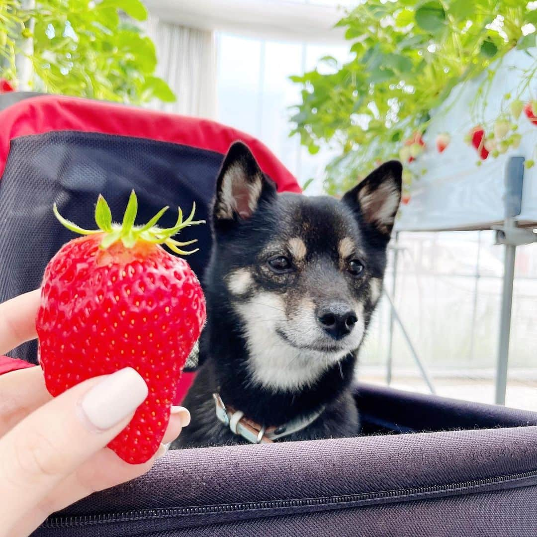 古畑星夏さんのインスタグラム写真 - (古畑星夏Instagram)「⠀ ゆりいちまめしじゅでいちご狩り行ってきた😍🍓  ワンちゃんも一緒に行けて 美味しい苺も沢山食べれて最高に幸せ😭💓  ここのパークはワンちゃん用のカートも貸し出しあって、ドックランもあるから犬連れにはありがたい🥺✨  #ゆりいちとお出かけ#いちご狩り#犬連れ」4月7日 1時27分 - starandsummer