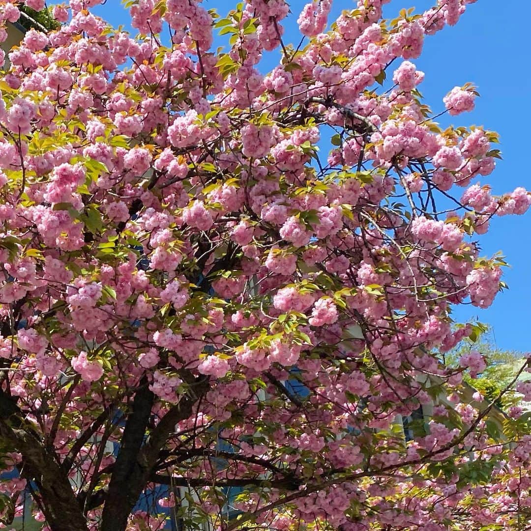 マキ・コニクソンさんのインスタグラム写真 - (マキ・コニクソンInstagram)「紀尾井町通りの八重桜が満開で綺麗です！🌸 薄ピンク色のソメイヨシノから濃いピンク色の八重桜にバトンタッチ！ まだまだ桜が楽しめます！🌸🌸  #八重桜が満開🌸 #エア八重桜 #八重桜のおすそ分け🤙🏼」4月7日 17時30分 - makikonikson