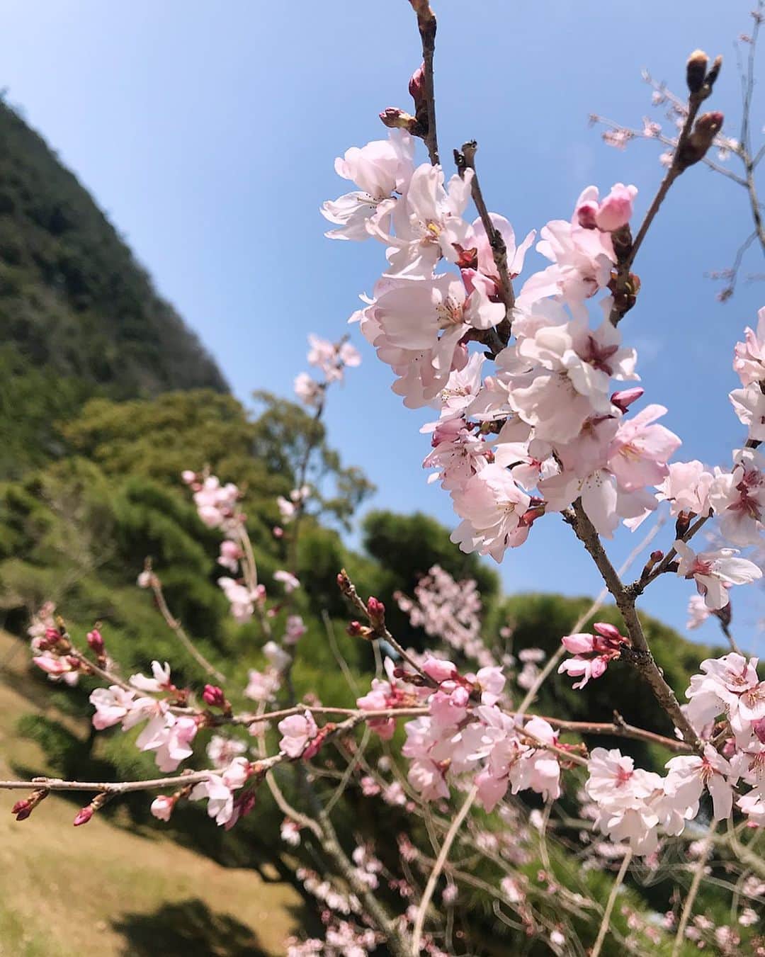 殿倉恵未のインスタグラム：「散ってしまってもまた綺麗に咲いてくれる🌸私にとっては良い春です☺️🌸✨ . #spring#springflowers#お花#桜#コロナウイルスが早く終息しますように」
