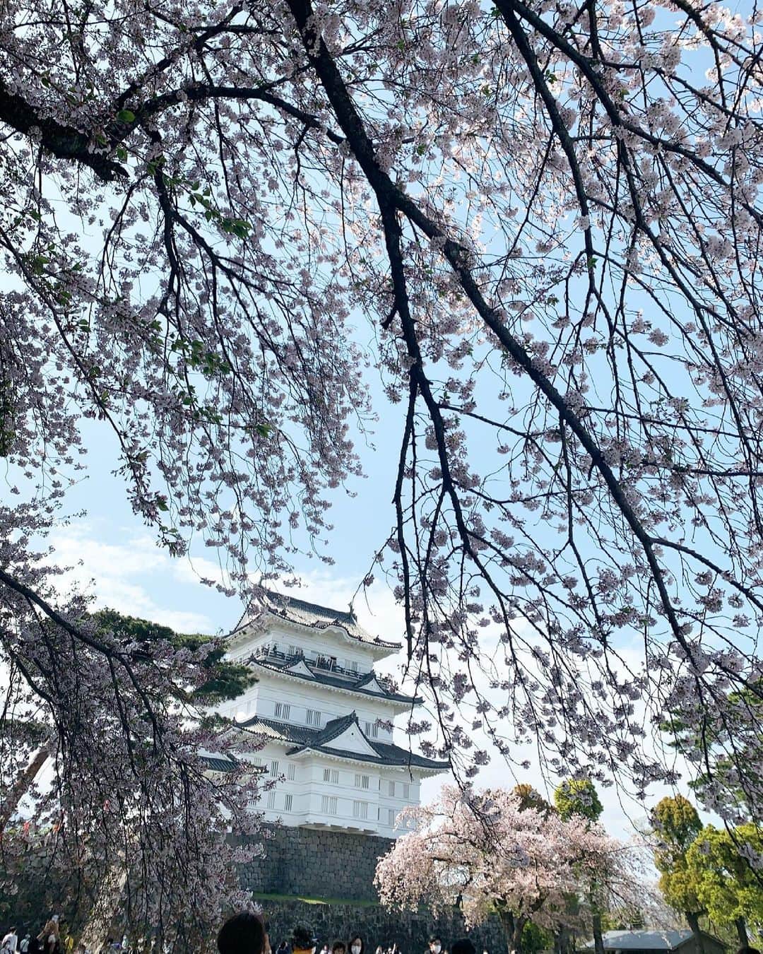 沢瀉美緒さんのインスタグラム写真 - (沢瀉美緒Instagram)「※ Japanese castle 🏯  Odawara castle with cherry blossoms ✨ . View from top of the castle is beautiful ✨ . はじめての小田原城✨ 桜とマッチしてて綺麗だったなぁ。 . 天守閣からの眺めは最高で、 海の青さが印象的でした。 . . #odawaracastle #小田原城 #sakura #cherryblossom」4月7日 9時36分 - mio_omodaka
