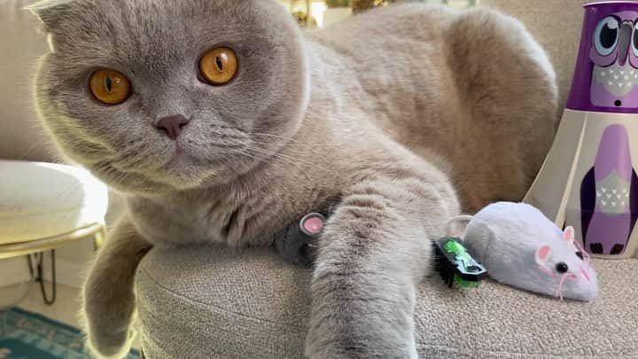 Millaのインスタグラム：「With 5 days away from #NationalPetDay Milla, Winona & Kubrick have a surprise for YOU! 30% off the @hexbug Pet Cat Bundle with code 30HEXPET 🎁 LINK IN BIO and also sold on Amazon. PAWS DOWN obsessed with every toy in the bundle. And we have the proof... roll the footage 🎬 (discount good until 4.25.21) #MillaTheCat #WinonaCat #MrKubrickCat #hexpet」