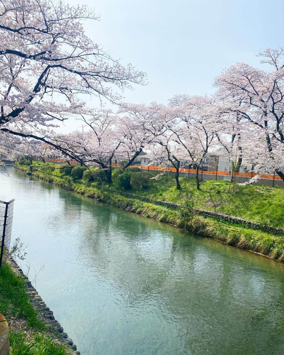 佐野真彩さんのインスタグラム写真 - (佐野真彩Instagram)「こんにちは🚴‍♀️ 先日自転車番組のロケで 玉川上水を走ってきました。 途中歴史に触れられたり、桜を楽しめたりと春らしいロケになりました🌸  tops▷ @jackwolfskin.jp #jackwolfskin   花粉症が落ち着いた気がします💭終わったのかな？？  #tcn #多摩ケーブルネットワーク　#自転車　#自転車女子 #cyclinglife #羽村堰　#羽村堰の桜 #宮本橋　#奥多摩街道　#牛浜出水の図　#サイクリングウェア」4月7日 10時06分 - sano.maya