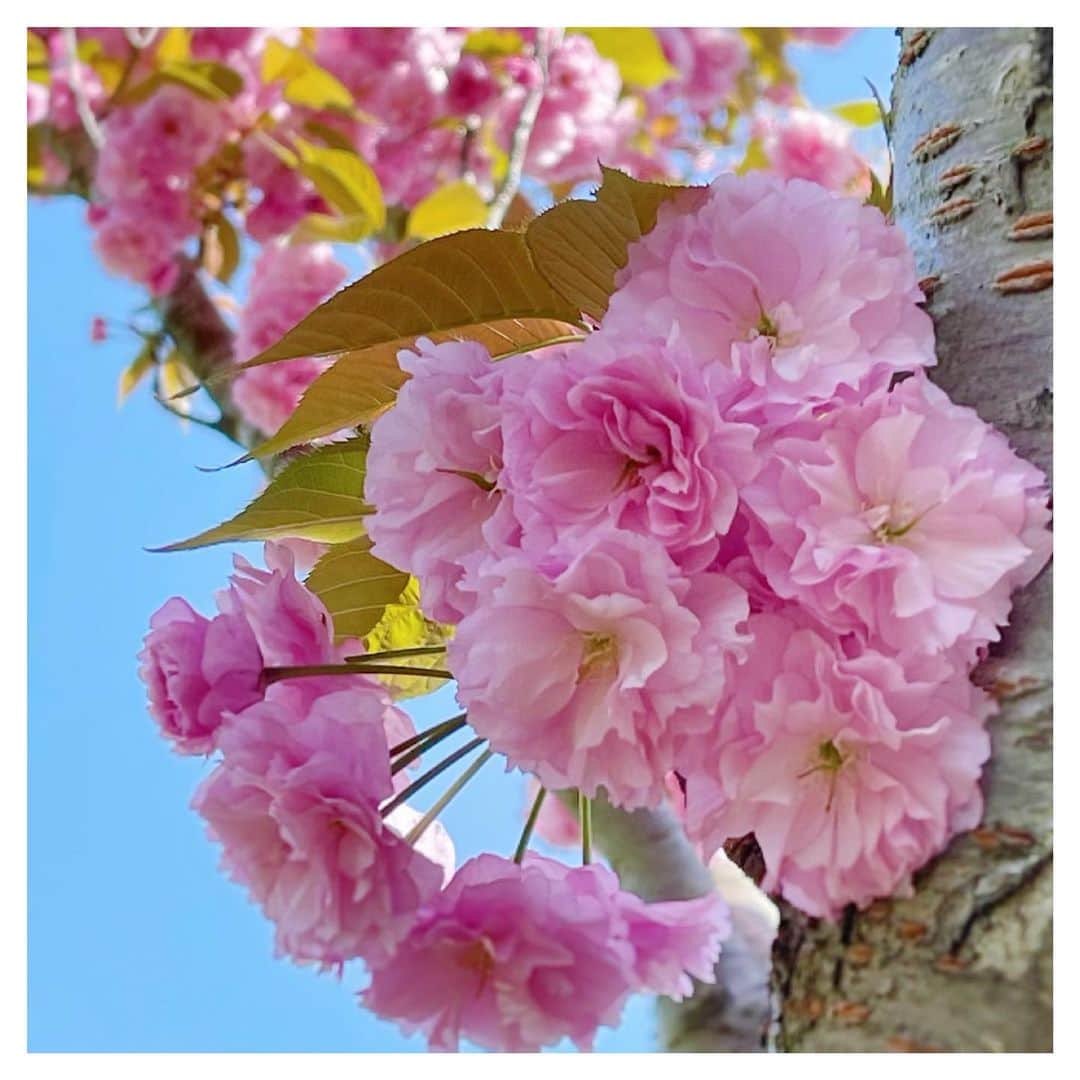 のインスタグラム：「いよいよ八重桜🌸 さだ家では「母の日」です🙏 春ですね。 「緊急事態宣言」から１年。 正念場です⚠️ . #桜 #緊急事態宣言 #さだまさし #sadamasashi」