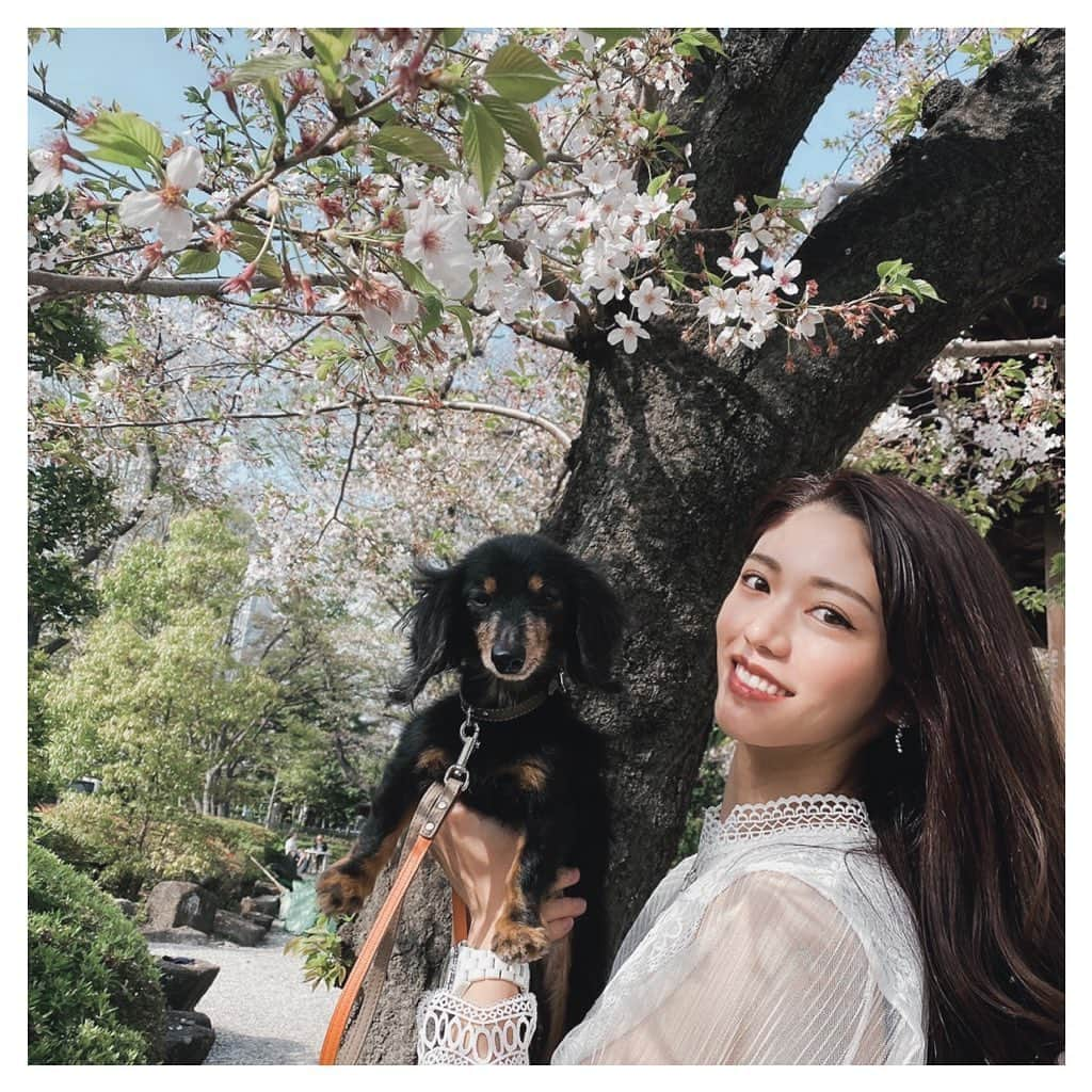 ARIKAのインスタグラム：「私の可愛い娘🐶💓 . ランチして桜見に行ってきた🌸 一昨年は代々木公園と目黒川行ったけど 今年は増上寺で😂💕 桜可愛いのにすぐ散るから悲しい( ´∵｀)🌸 来年は犬会で花見したいな💓 . #🌸 #桜 #散歩 #休日 #ランチ #カニヘンダックス #ミニチュアピンシャー #可愛い #愛犬 #tokyo #港区 #増上寺」