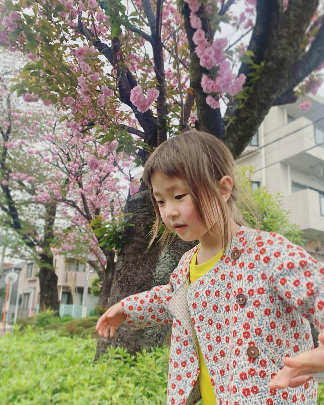 坂本美雨さんのインスタグラム写真 - (坂本美雨Instagram)「ソメイヨシノが終わって、だいすきな八重桜が満開。なまこに『みてーーやえざく…』って言ったとこで遮られて「あーはいはいはい」って言われたよ…し、思春期…？  #今日のなまこちゃん」4月7日 12時40分 - miu_sakamoto