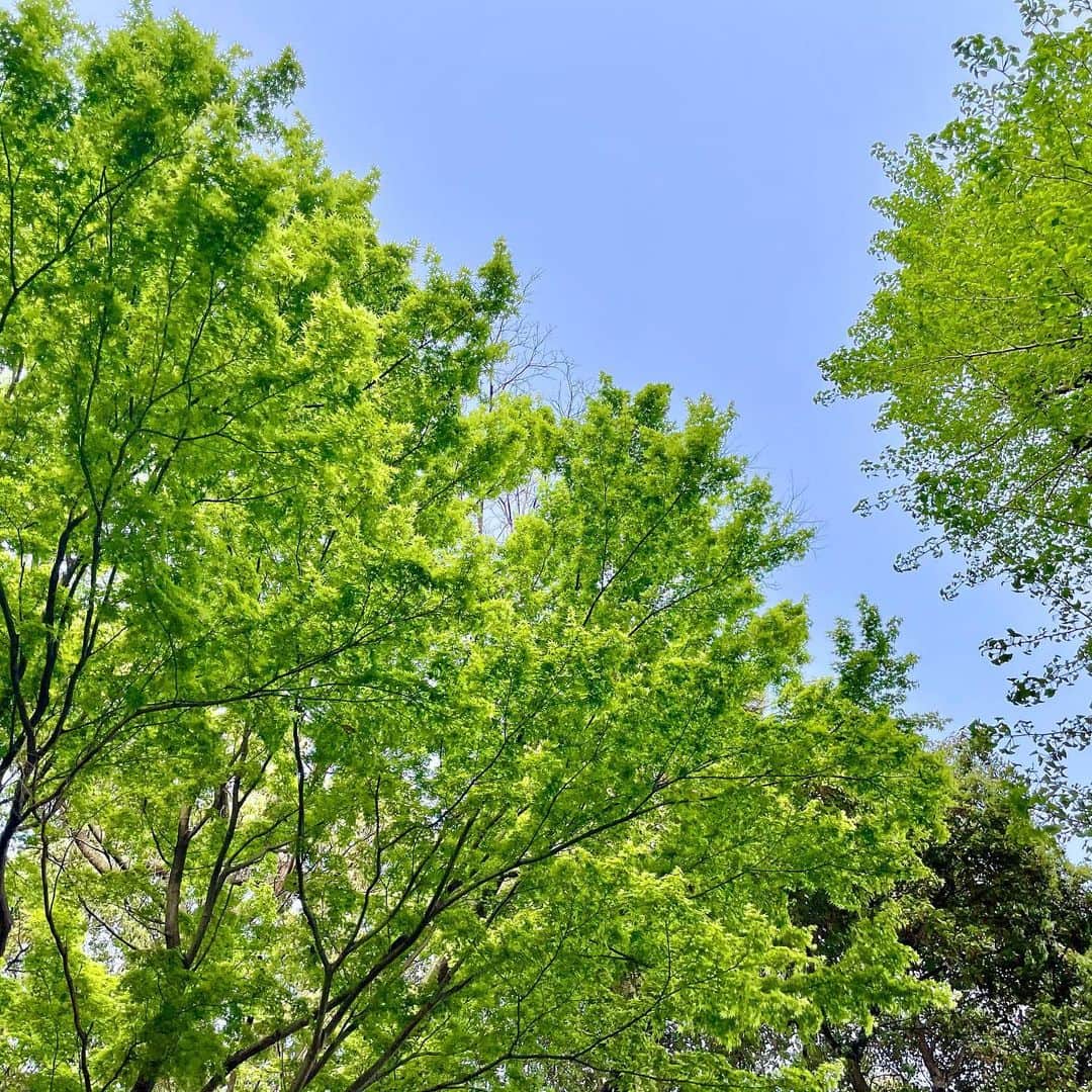 吉井明子さんのインスタグラム写真 - (吉井明子Instagram)「新緑🌳 4月の瑞々しくてピカピカの緑が好き☺️  日が伸びましたね✨✨✨  #気象予報士 #気象キャスター #weatherforecaster #기상캐스터　#吉井明子」4月7日 18時09分 - akiko_yoshii_sunny_rain