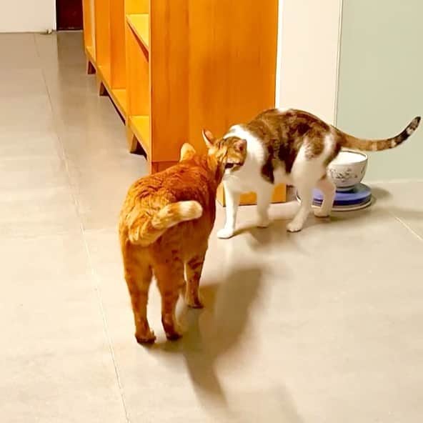 Katetsaiのインスタグラム：「一手示好一手K爆 Machi was trying to be nice in one hand and hit Michael’s head in the other.   #改善人際關係最佳示範 #這叫背後留一手 #嗨你好吃我一拳  #cat #neko #ネコ #ねこ #猫  #Machifansclub #麻吉Machi #Michaelfansclub #麥摳Michael #catsofinstagram #katetsaivideo」