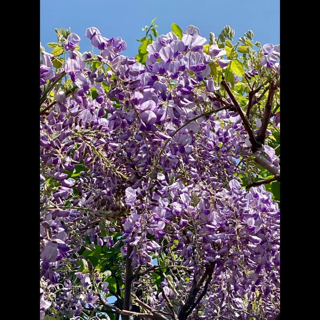 木村拓哉さんのインスタグラム写真 - (木村拓哉Instagram)「﻿ ﻿ 「桜の次は、八重桜や藤の花にバトンタッチですねぇ〜‼︎﻿ 今日も、短パンＴシャツで過ごしてしまいましたぁ〜！」﻿ ﻿ STAYSAFE!﻿ ﻿ 拓哉﻿ #木村拓哉#TakuyaKimura」4月7日 15時22分 - takuya.kimura_tak