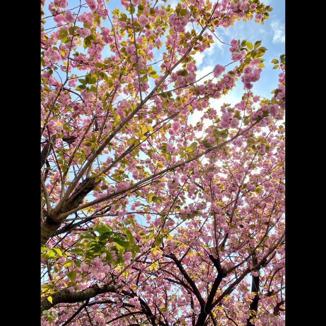 木村拓哉さんのインスタグラム写真 - (木村拓哉Instagram)「﻿ ﻿ 「桜の次は、八重桜や藤の花にバトンタッチですねぇ〜‼︎﻿ 今日も、短パンＴシャツで過ごしてしまいましたぁ〜！」﻿ ﻿ STAYSAFE!﻿ ﻿ 拓哉﻿ #木村拓哉#TakuyaKimura」4月7日 15時22分 - takuya.kimura_tak