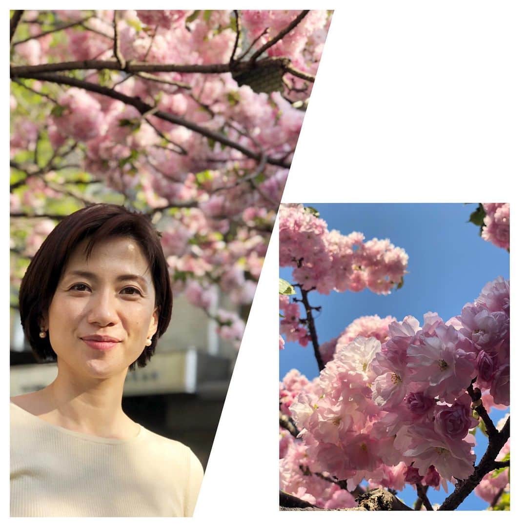 梅津弥英子さんのインスタグラム写真 - (梅津弥英子Instagram)「☻ 会社帰り、春休み最終日の娘と待ち合わせて、しばし散歩をした。暖かい。八重桜が青空に映える。ふわふわした花びらは微妙にピンクのグラデーションになっていて、まるで蕾から弾けて飛び出したかのようだった。 #同じヤエでもこのパンチの強さ #少し真似したいですねぇ #祖母が言っていた #としをとるごとに明るい色をまとえと #ピンクや黄色が似合うおばあちゃんになりたいです」4月7日 18時26分 - yaeko.umezu