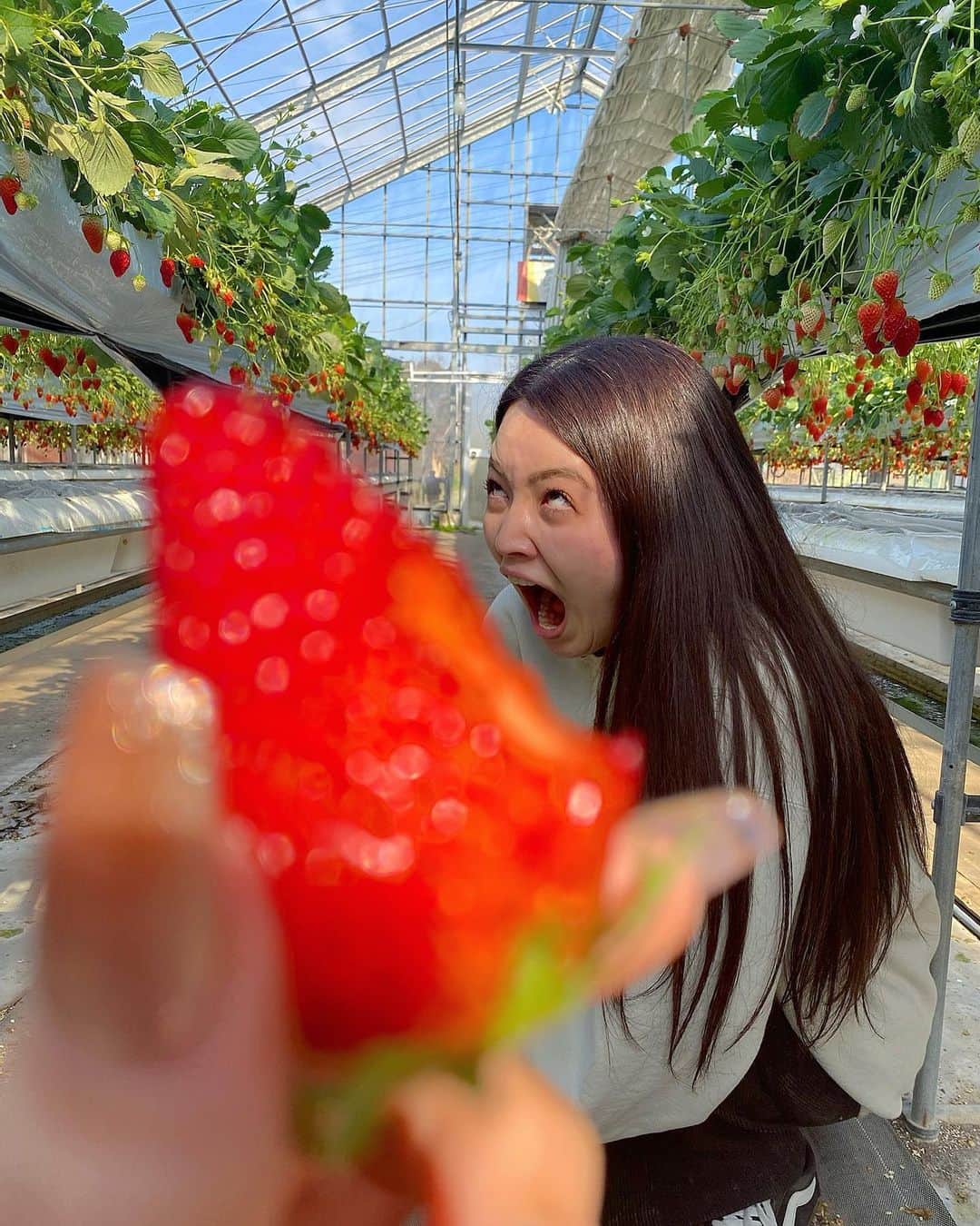 富久美玲のインスタグラム：「_ . この日はいちご105個食しました😋🍓 . #いちご狩り#ジョイフルファーム鵜の池」