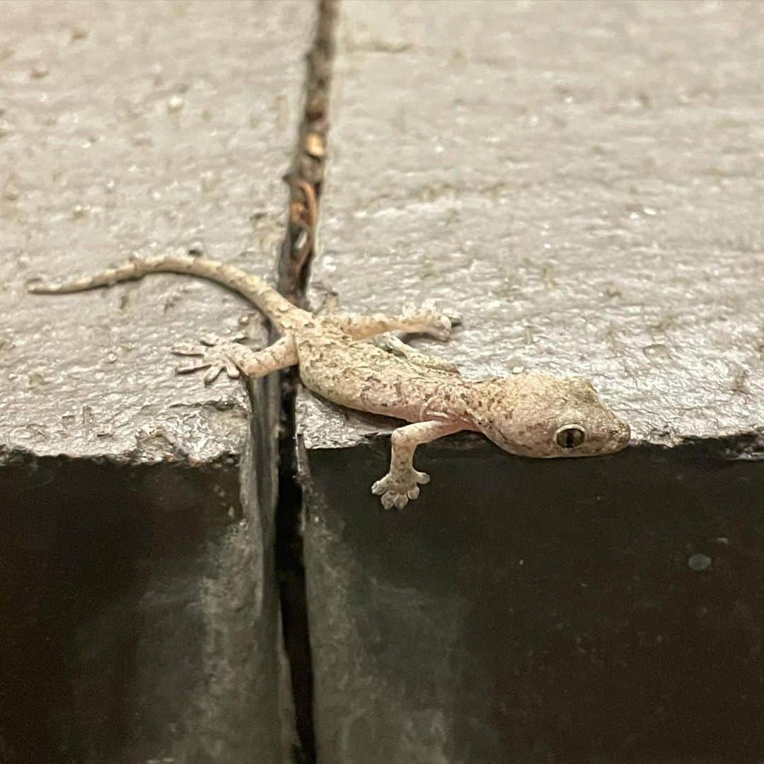 藤原ヒロシのグルメインスタ