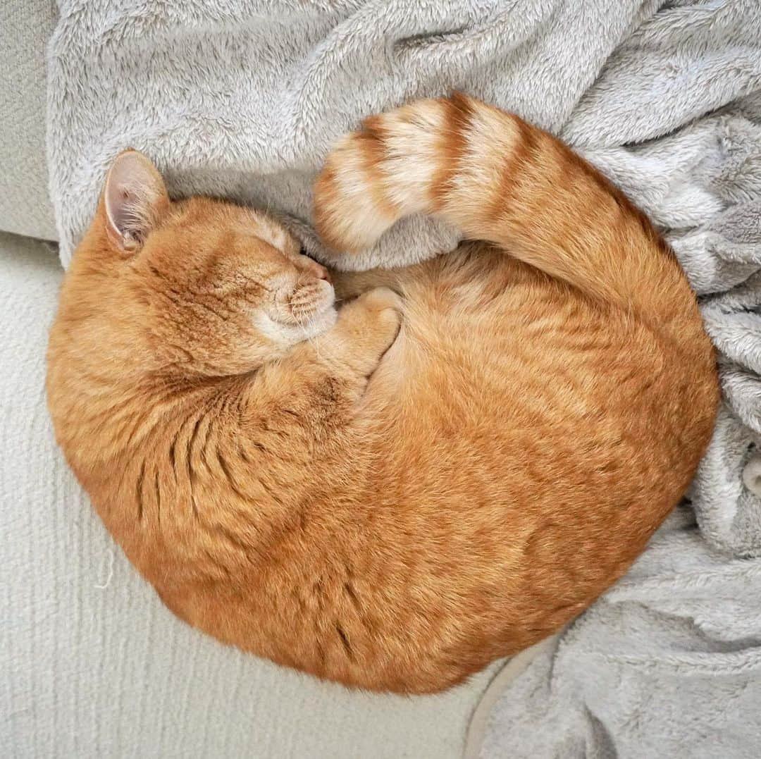 Purin_munchkincatさんのインスタグラム写真 - (Purin_munchkincatInstagram)「プリンのアンモニャイト😽💤 ハート形まであと少し…💛 短い手がかわゆい🥺💕 #アンモニャイト #短足マンチカンのプリン #マンチカン #茶トラ #短足 #短足マンチカン #ねこ部 #cat #munchkincat #catstagram #ilovecat #ふわもこ部 #catloversclub #munchkinlovers #catsofinstagram #にゃんすたぐらむ #ねこのいる生活 #猫好きさんと繋がりたい」4月7日 19時27分 - purin_nyan