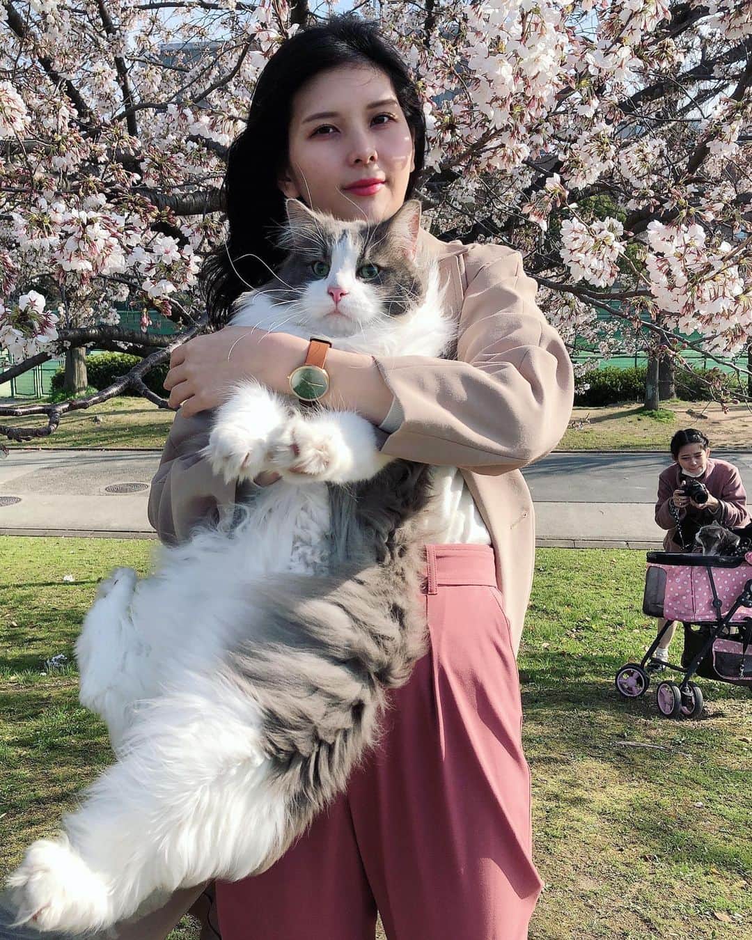 Sagiri Kitayamaさんのインスタグラム写真 - (Sagiri KitayamaInstagram)「今年の桜は咲くのも散るのも早かったですね🌸🍃(そして今頃肌寒い😣) お気に入りの #mavenwatches の腕時計を付けてお出かけした桜の思い出写真です(3枚目、4枚目は後ろにルシファー＆ひばりお姉ちゃんが写りこんでいます😆) 写真の DUSTY OLIVE BROWN(34mm)は、 ダスティオリーブカラーのフェイスに美しいゴールドのケース、ベルトにはブラウンの高級イタリアンレザーを使用。センスの際立つバイカラーが腕元のおしゃれを引き立ててくれます。 これからどんどん暖かく薄着になっていくので、腕元のオシャレが楽しみですよね🥰 他にも素敵なデザインが沢山あるので、チェックしてみて下さいね ⇒ @mavenjapan  🌟クーポンコード【 rerercr4月8日】ご使用で10%offになります！！(2022年4月8日まで有効)   #mavenwatches  #マベン  #マベンウォッチズ #時計 #腕時計 #手元倶楽部   #ノルウェージャンフォレストキャット #ノルウェージャン #norwegianforestcat #norwegian #ラグドール #ragdoll #ねこ #ネコ #猫 #cat #catinstagram #catlover #catsofinstagram #instacat」4月7日 20時35分 - rererurerurela