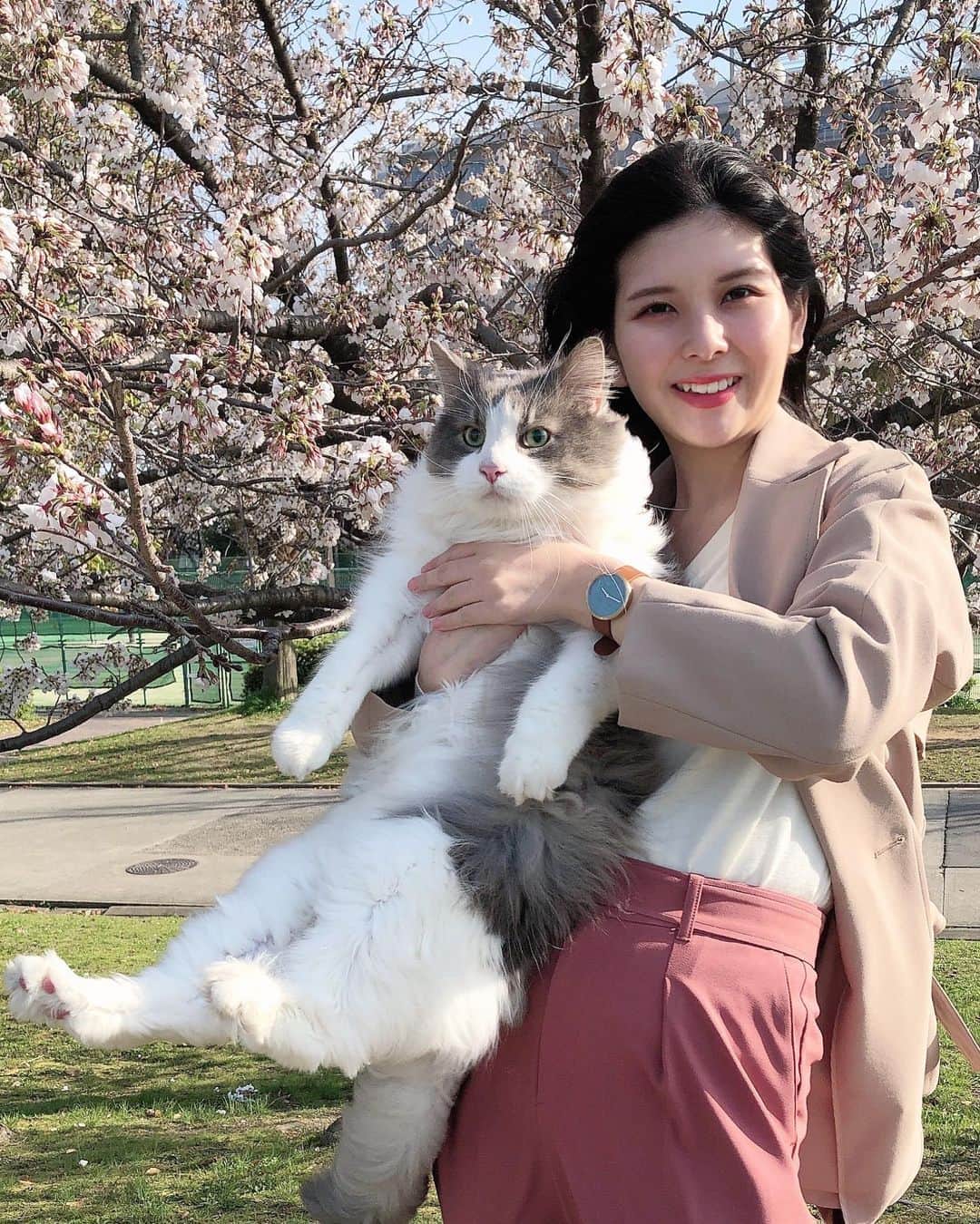 Sagiri Kitayamaのインスタグラム：「今年の桜は咲くのも散るのも早かったですね🌸🍃(そして今頃肌寒い😣) お気に入りの #mavenwatches の腕時計を付けてお出かけした桜の思い出写真です(3枚目、4枚目は後ろにルシファー＆ひばりお姉ちゃんが写りこんでいます😆) 写真の DUSTY OLIVE BROWN(34mm)は、 ダスティオリーブカラーのフェイスに美しいゴールドのケース、ベルトにはブラウンの高級イタリアンレザーを使用。センスの際立つバイカラーが腕元のおしゃれを引き立ててくれます。 これからどんどん暖かく薄着になっていくので、腕元のオシャレが楽しみですよね🥰 他にも素敵なデザインが沢山あるので、チェックしてみて下さいね ⇒ @mavenjapan  🌟クーポンコード【 rerercr4月8日】ご使用で10%offになります！！(2022年4月8日まで有効)   #mavenwatches  #マベン  #マベンウォッチズ #時計 #腕時計 #手元倶楽部   #ノルウェージャンフォレストキャット #ノルウェージャン #norwegianforestcat #norwegian #ラグドール #ragdoll #ねこ #ネコ #猫 #cat #catinstagram #catlover #catsofinstagram #instacat」