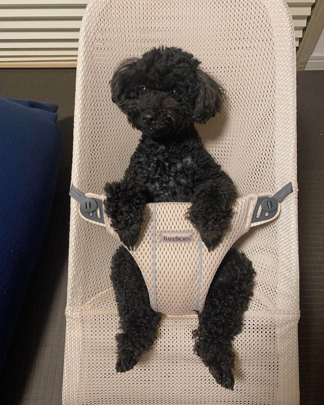 青谷優衣のインスタグラム：「あなた、本当に犬なの？ 中に人入ってるの？😭  これは犬用ですか？ってDMをいただきましたが、完全に人用です。娘用です。  いつもここに娘を乗せて遊ぶのを見てたから羨ましかったのかなあ とても満足そうに寝ていましたよ…  #本当に犬なのか？ #トイプードル #黒プー」